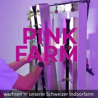 Vorschau der Kampagne von Pinkfarm auf dem smadooh-Screen